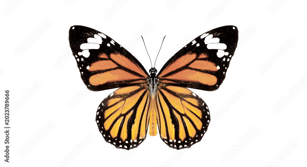 Obraz premium butterfly on transparent background