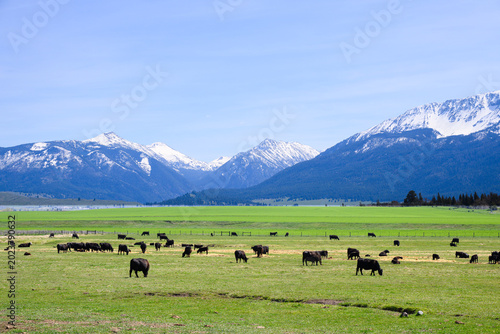 Cattle herd in green pasture in front of Wallowa Mountains in Eastern Oregon