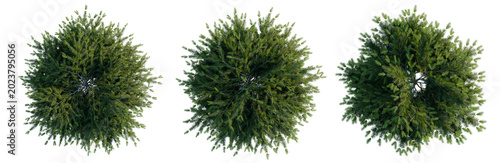 Canvas Print Picea abies Nidiformis tree plan, top view, cutout, transparent background, isol