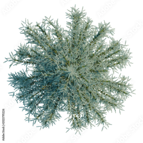 Foto Picea pungens Baby Blue Eyes tree plan, top view, cutout, transparent background