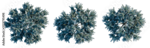 Photography Picea pungens Glauca Globosa tree plan, top view, cutout, transparent background