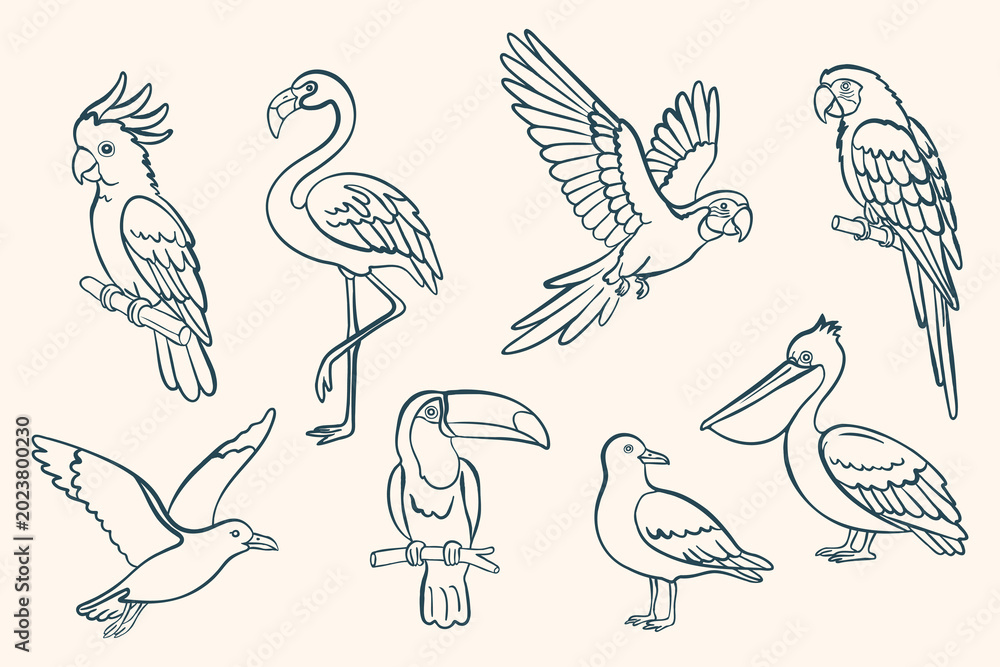 Fototapeta premium Summer tropical bird set in clean outline style. Flamingo, pelican, parrot, toucan and seagull in flying and sitting poses. Minimal vector line art isolated on light background.