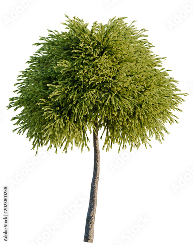 Foto Cryptomeria japonica Globosa Nana tree, elevation, front view, cutout, transpare