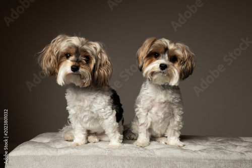 portrait of two small yorkshire terrier dogs, isolated on grey background