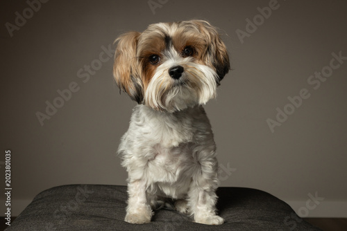 portrait of a small yorkshire terrier dog, isolated on grey background