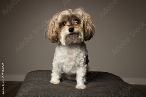 portrait of a small yorkshire terrier dog, isolated on grey background