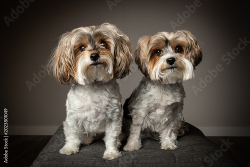 portrait of two small yorkshire terrier dogs, isolated on grey background