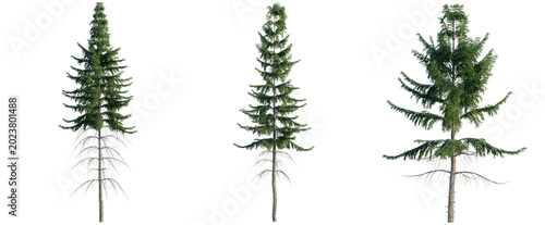 Tableau sur toile Picea abies tree, elevation, front view, cutout, transparent background, isolate