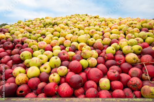 Tableau sur toile Pile of apples processed into juice, compotes, puree or apple cider vinegar, use