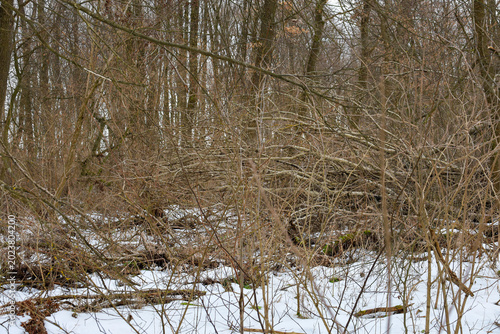 Billede på lærred Dense forest thickets in early spring with fallen trees, dry branches, and remnants of melting snow on the ground