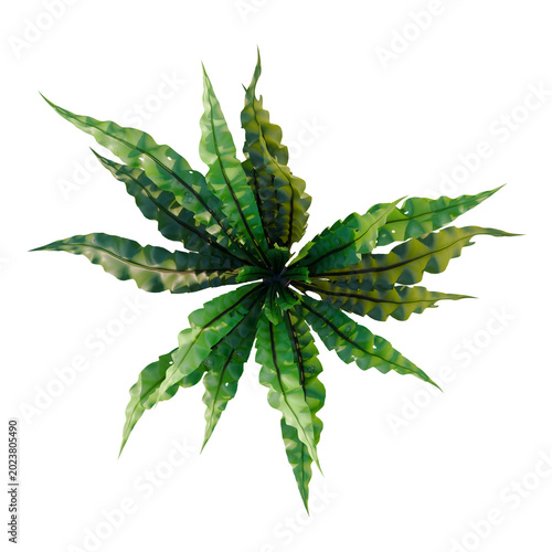 Obraz na plátně Asplenium nidus Crispy Wave tree plan, top view, cutout, transparent background,