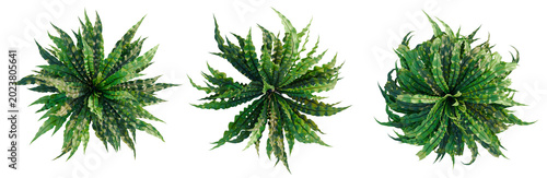Photography Asplenium nidus Crispy Wave tree plan, top view, cutout, transparent background,