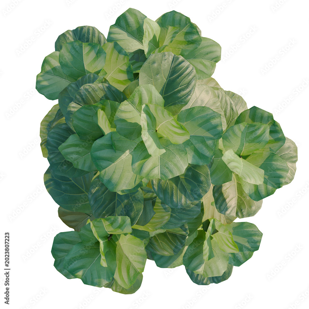 Fototapeta premium Ficus lyrata tree plan, top view, cutout, transparent background, isolate, Close-up of vibrant green rhubarb leaf texture, detailed macro photography for botanical study.