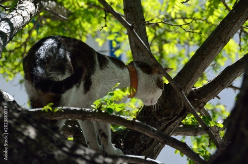 Gato en un árbol en Alte, Algarve, Portugal