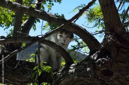Gato en un árbol en Alte, Algarve, Portugal