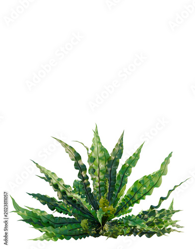 Konstfotografi Asplenium nidus Crispy Wave tree, elevation, front view, cutout, transparent bac