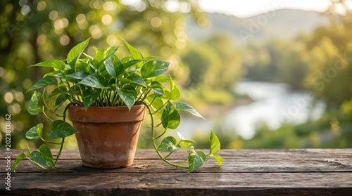 Vibrant pothos plant growing in a rustic terracotta clay pot