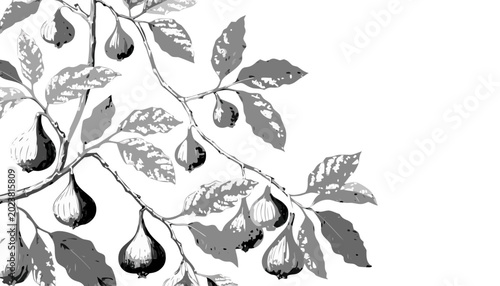Fotografie Ripe figs hanging on a branch with leaves in soft natural light and copy space f
