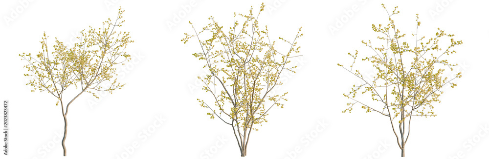 Fototapeta premium Chimonanthus praecox tree, elevation, front view, cutout, transparent background, isolate, Delicate Birch Tree Branches with Detailed Bark Texture, Springtime Nature Element