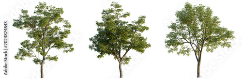 Sophora japonica tree, elevation, front view, cutout, transparent background, isolate, Majestic Oak Tree with Lush Green Foliage, Detailed Branches and Natural Texture, Nature Scene