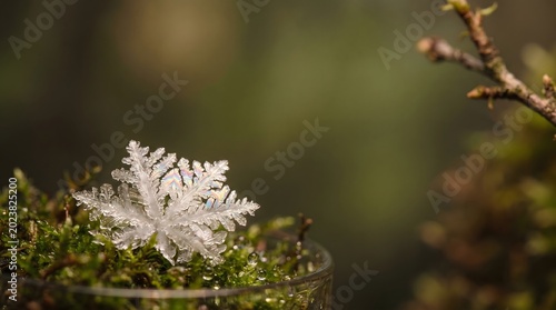 Delicate Crystal Snowflake on Moss – Winter Nature Macro and Frozen Beauty Concept