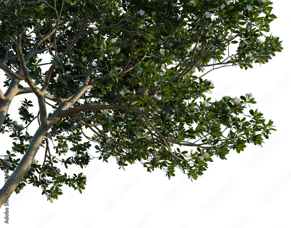 Fototapeta premium Magnolia grandiflora tree, corner view, cutout, isolate, transparent background, Close-up of lush green leaves, delicate texture, and natural beauty for a serene botanical feel.