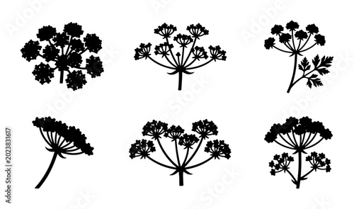 Photos Black Silhouette Umbel Flowers Vector Set, Delicate Apiaceae Blooms, Wild Parsle