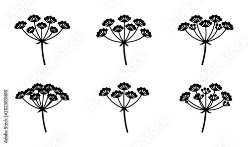 Photos Six Black Dill Flower Umbel Vector Illustrations, Delicate Herb Sprigs, Botanica