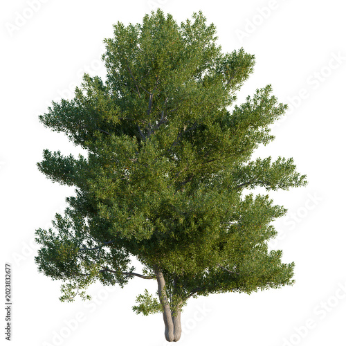 Photos Alnus glutinosa tree, elevation, front view, cutout, transparent background, iso