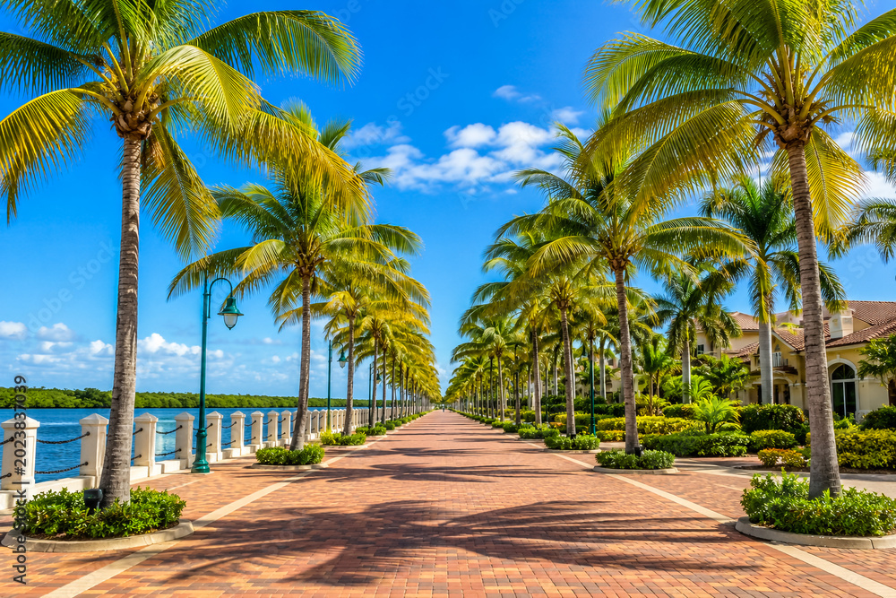 Fototapeta premium Tropical palm tree lined pathway leading to ocean shoreline