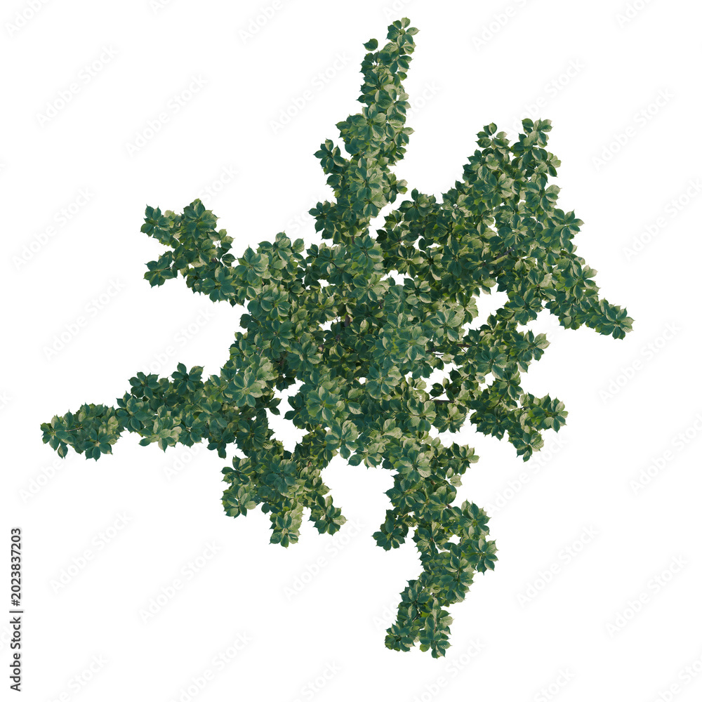 Naklejka premium Cerasus yedoensis tree plan, top view, cutout, transparent background, isolate, Lush green tree with vibrant foliage, detailed texture, natural beauty, tranquil atmosphere, peaceful scene