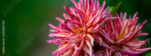 Vibrant Pink Flowers Blooming in a Garden Setting With Green Background