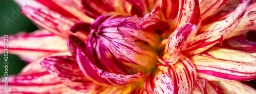 Vibrant Striped Petal Patterns of a Dahlia Flower in Close-Up View