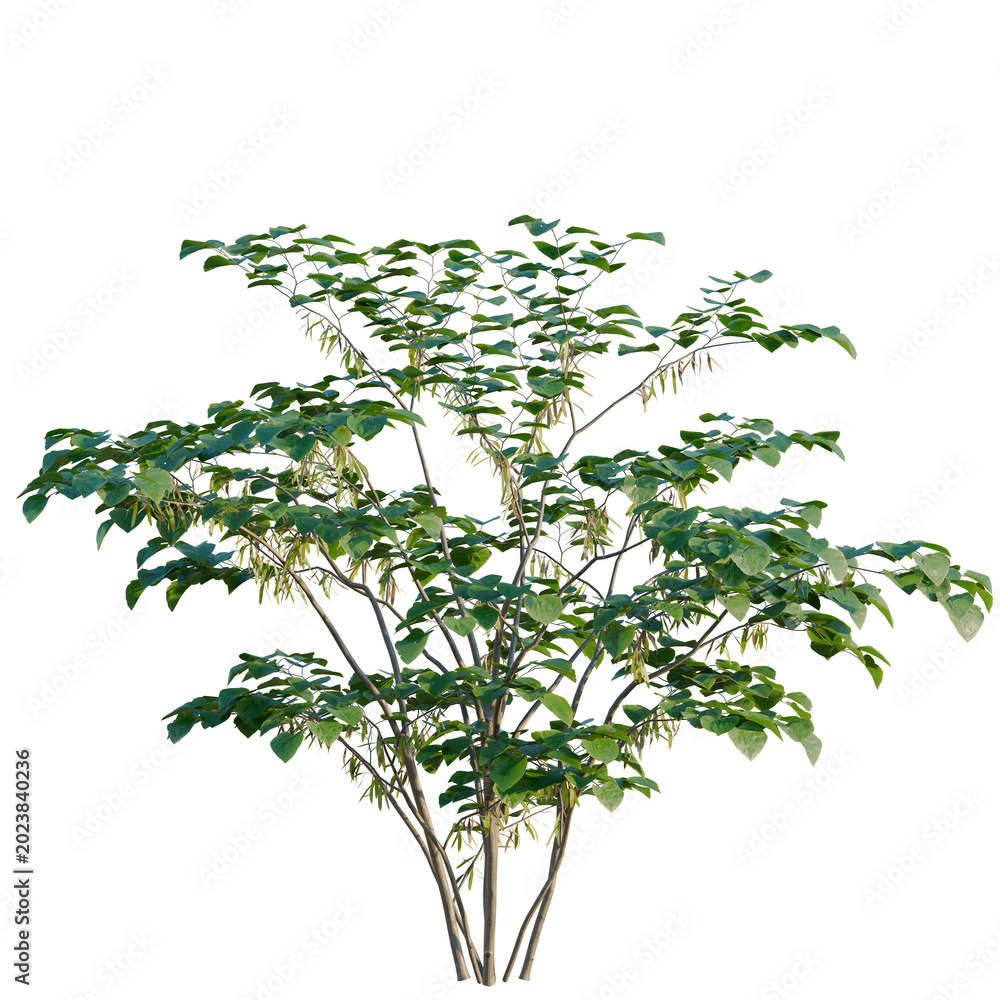 Fototapeta premium Cercis chinensis tree, elevation, front view, cutout, transparent background, isolate, Detailed Green Tree Branch with Leaves, Natural Botanical Element for Design and Decoration