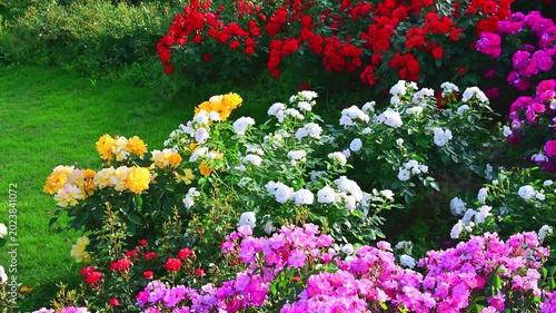満開に咲いている薔薇の園