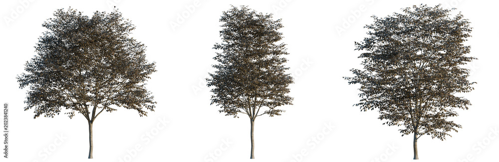 Fototapeta premium Prunus Cerasifera tree, elevation, front view, cutout, transparent background, isolate, Detailed close-up of a vibrant green tree branch with lush foliage, high resolution image