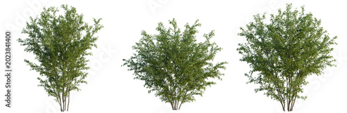 Punica granatum tree, elevation, front view, cutout, transparent background, isolate, Detailed view of lush green tree branches and leaves on a clear sunny day, natural beauty