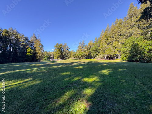 Peaceful green park in New Zealand with large native trees and open grass under soft afternoon sunlight. Calm natural landscape showcasing the tranquil beauty of NZ public parks and outdoor recreation