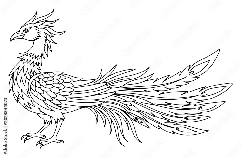 Fototapeta premium Phoenix bird with elaborate tail feathers in detailed line art style