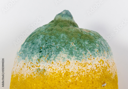 Tableau sur toile A lemon covered in blue-green mold surrounded by a white band of active mycelium characteristic of citrus mold caused by fungi such as Penicillium