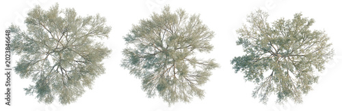 Foto Acacia aneura tree plan, top view, cutout, transparent background, isolate, Detailed aerial view of a lush green tree canopy with intricate branch patterns