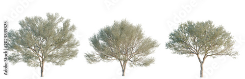 Foto Acacia aneura tree, elevation, front view, cutout, transparent background, isolate, Detailed aerial view of a lush green tree canopy with intricate branch patterns