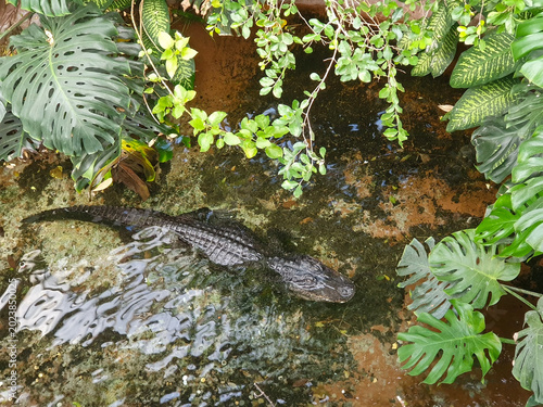 Canvas Print Top view of a large green crocodile swimming in murky river water