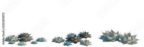 Fotografía Artichoke agave tree, elevation, front view, cutout, transparent background, isolate, Close-up of a vibrant blue butterfly pea flower, detailed floral photography for design elements