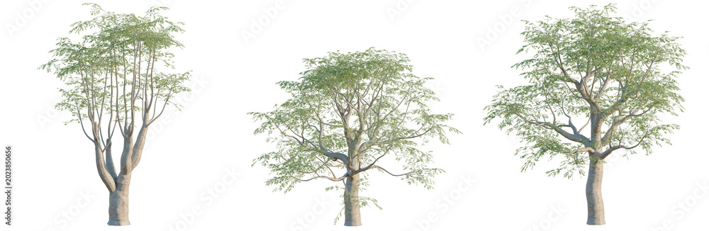 Fototapeta premium Moringa drouhardii tree, elevation, front view, cutout, transparent background, isolate, Delicate Fern Leaves Branch Close-Up, Detailed Texture, Nature Pattern, Macro Photography, Botanical Elements