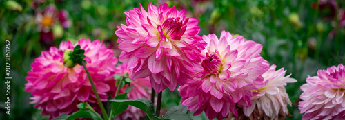 Pink dahlias blooming in botanical garden.