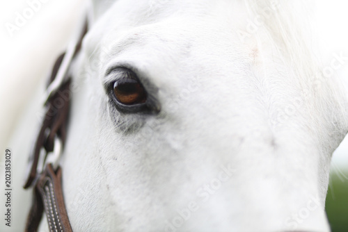 Close up horse eye art 