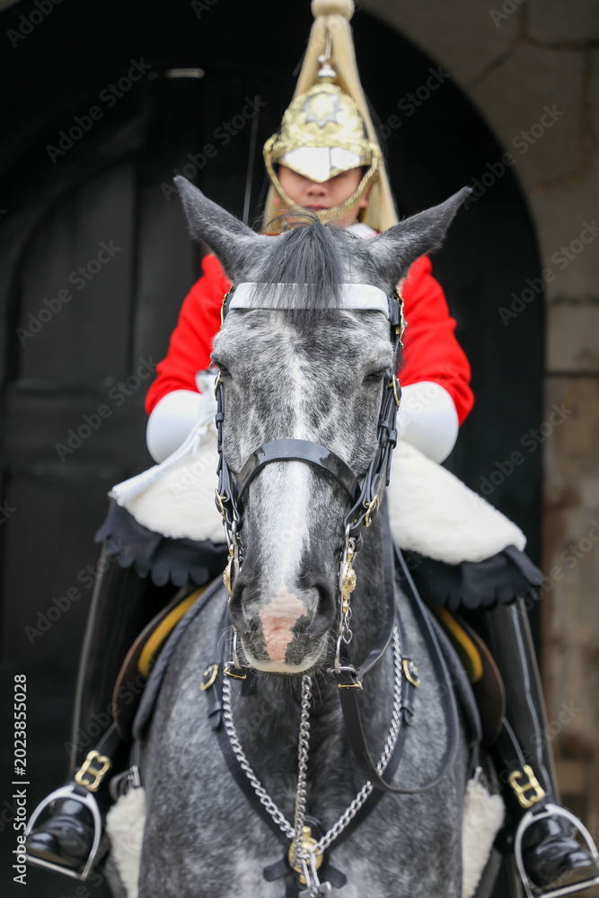 Fototapeta premium Horse and rider on parade, London