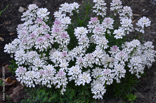 Snowflake Candytuft (Iberis sempervirens ‘Snowflake’) white with soft pink blooming groundcover plant. Growing, planting, landscaping concept.
