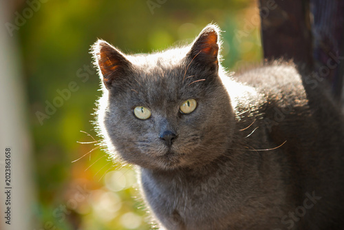 Close-up portrait of gray cat with intense yellow eyes in sunlight, elegant domestic feline outdoors, natural pet photography